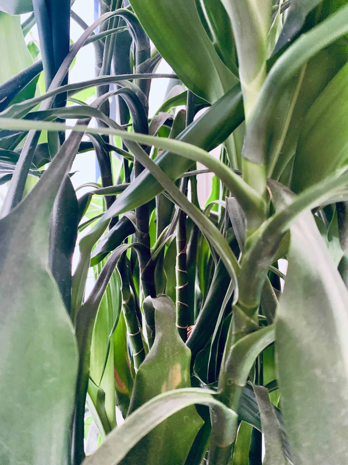 Green Bamboo Plant